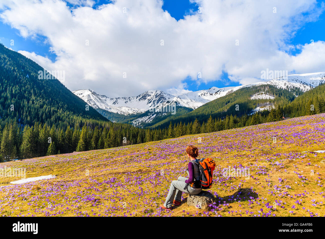 Young woman tourist sitting on mountain meadow with crocus flowers blooming, Chocholowska valley, Tatra Mountains, Poland Stock Photo