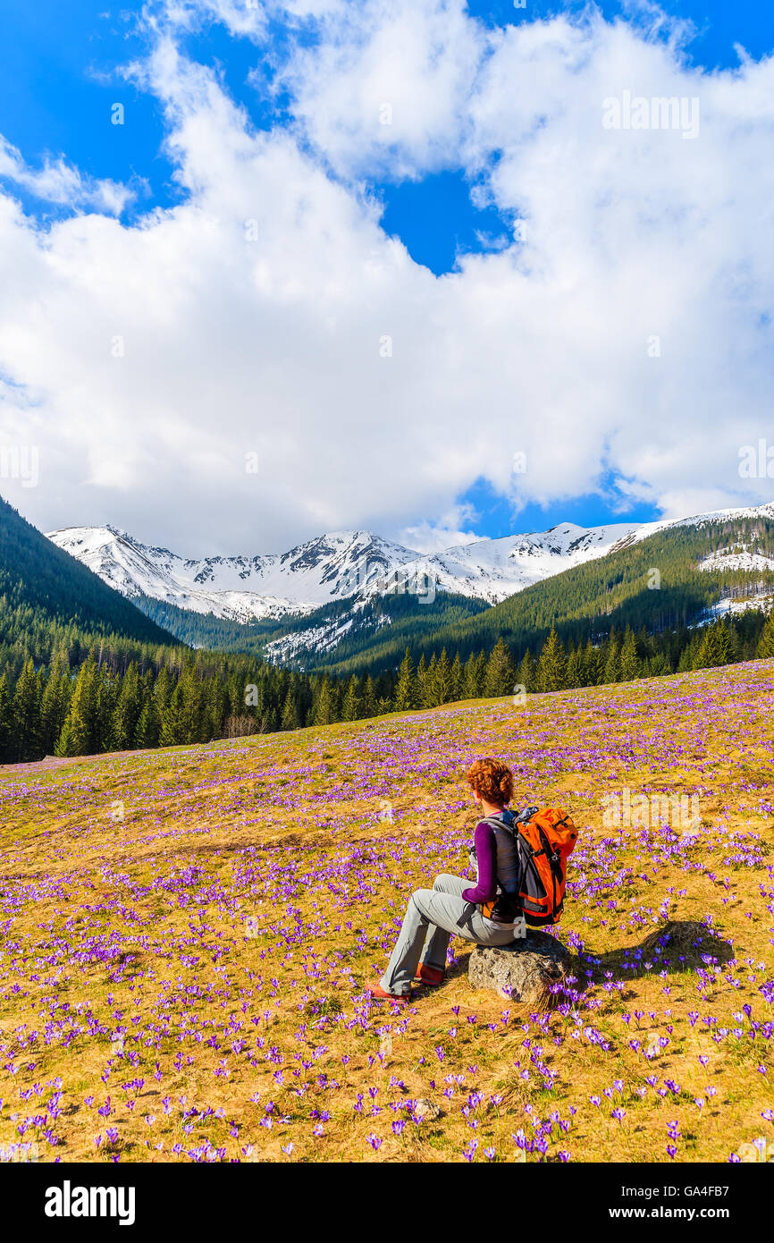 Young woman tourist sitting on mountain meadow with crocus flowers blooming, Chocholowska valley, Tatra Mountains, Poland Stock Photo