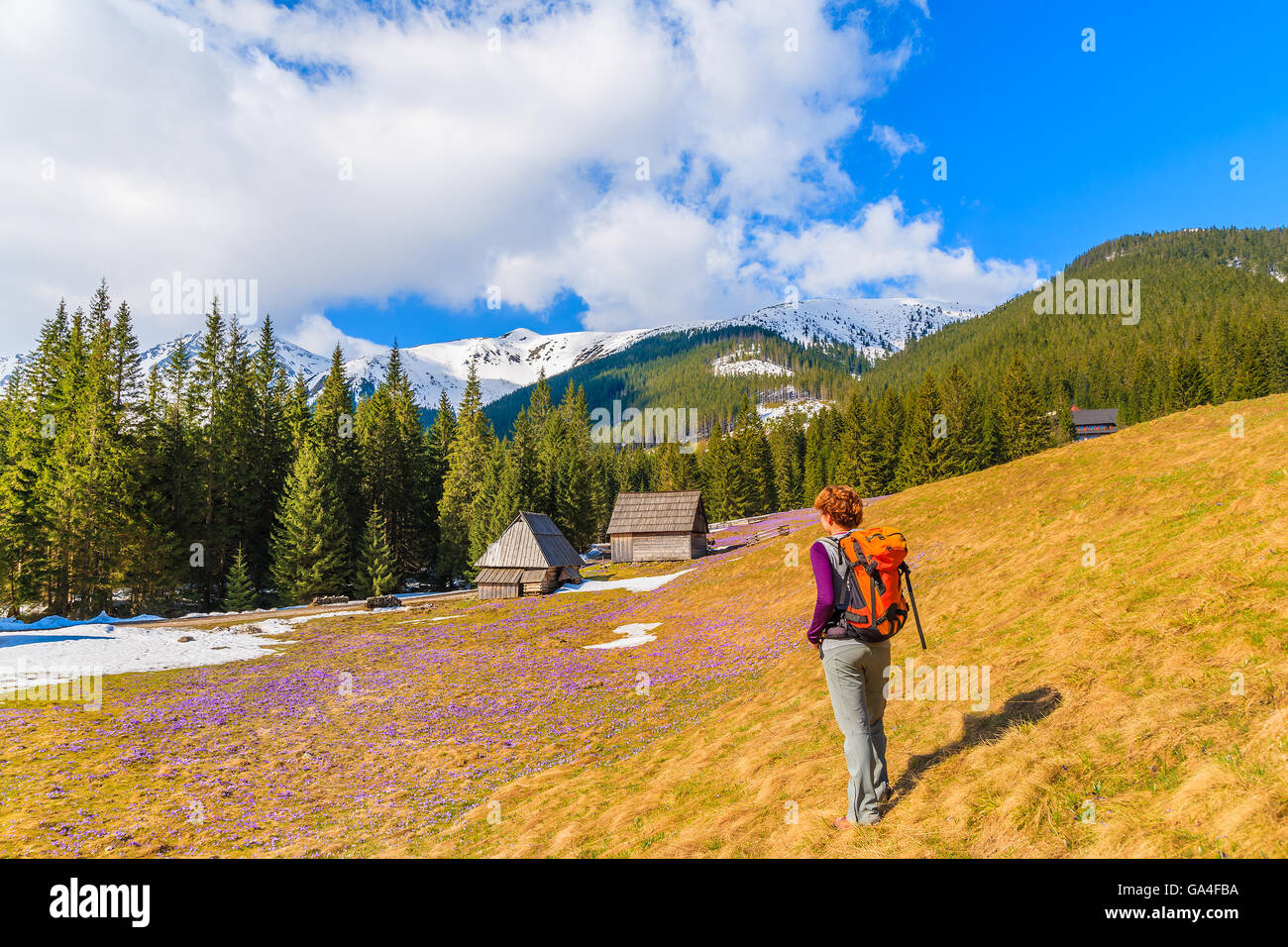 Young woman tourist standing on pasture with blooming crocus flowers in Chocholowska valley, Tatra Mountains, Poland Stock Photo