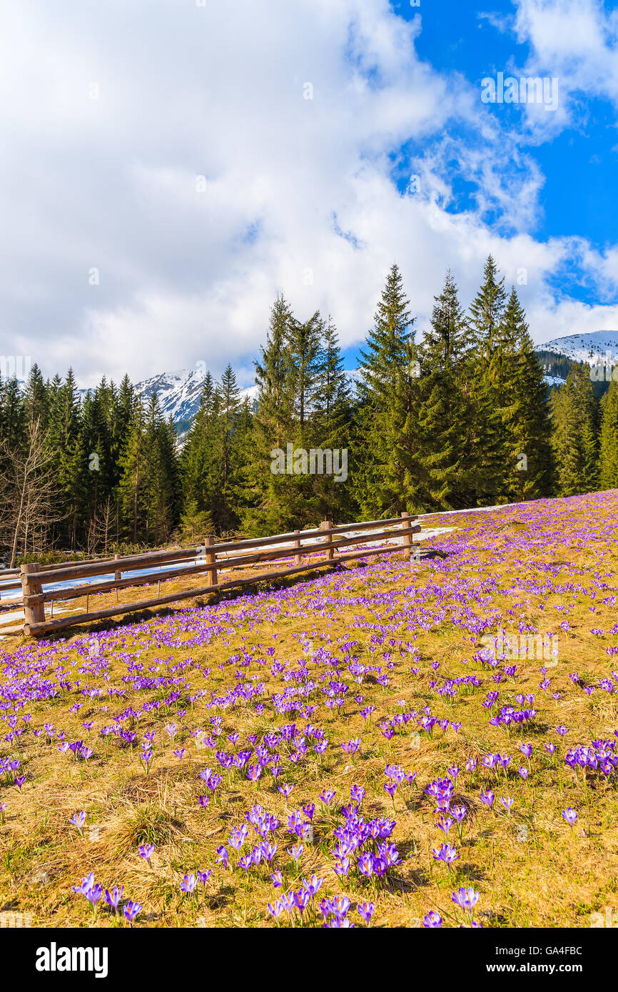 Purple flowers with wooden fence hi-res stock photography and images ...