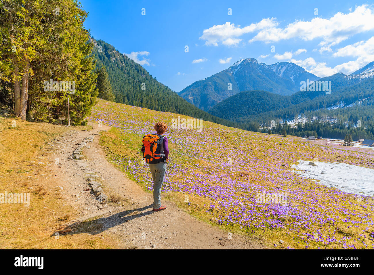 Young woman tourist standing on pasture with blooming crocus flowers in Chocholowska valley, Tatra Mountains, Poland Stock Photo