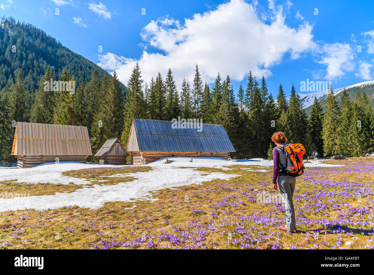 Young woman tourist standing on pasture with blooming crocus flowers in Chocholowska valley, Tatra Mountains, Poland Stock Photo