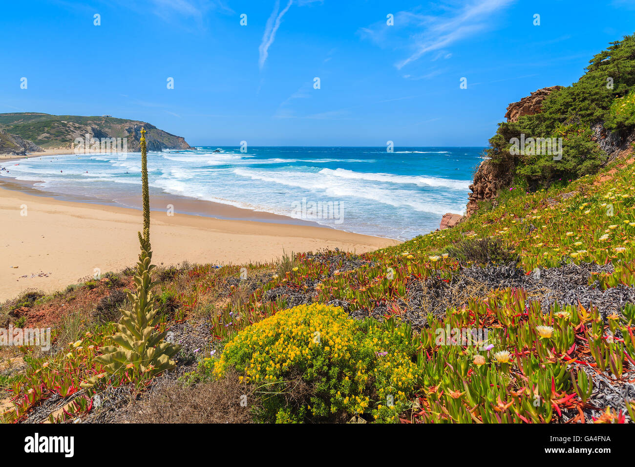 Spring flowers on Praia do Amado beach, famous place for surfing, Algarve region, Portugal Stock Photo