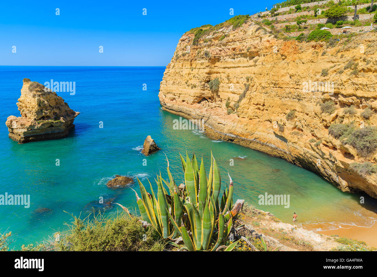 Green agave plant on beautiful beach on coast of Portugal near Carvoeiro  town, Algarve region Stock Photo - Alamy