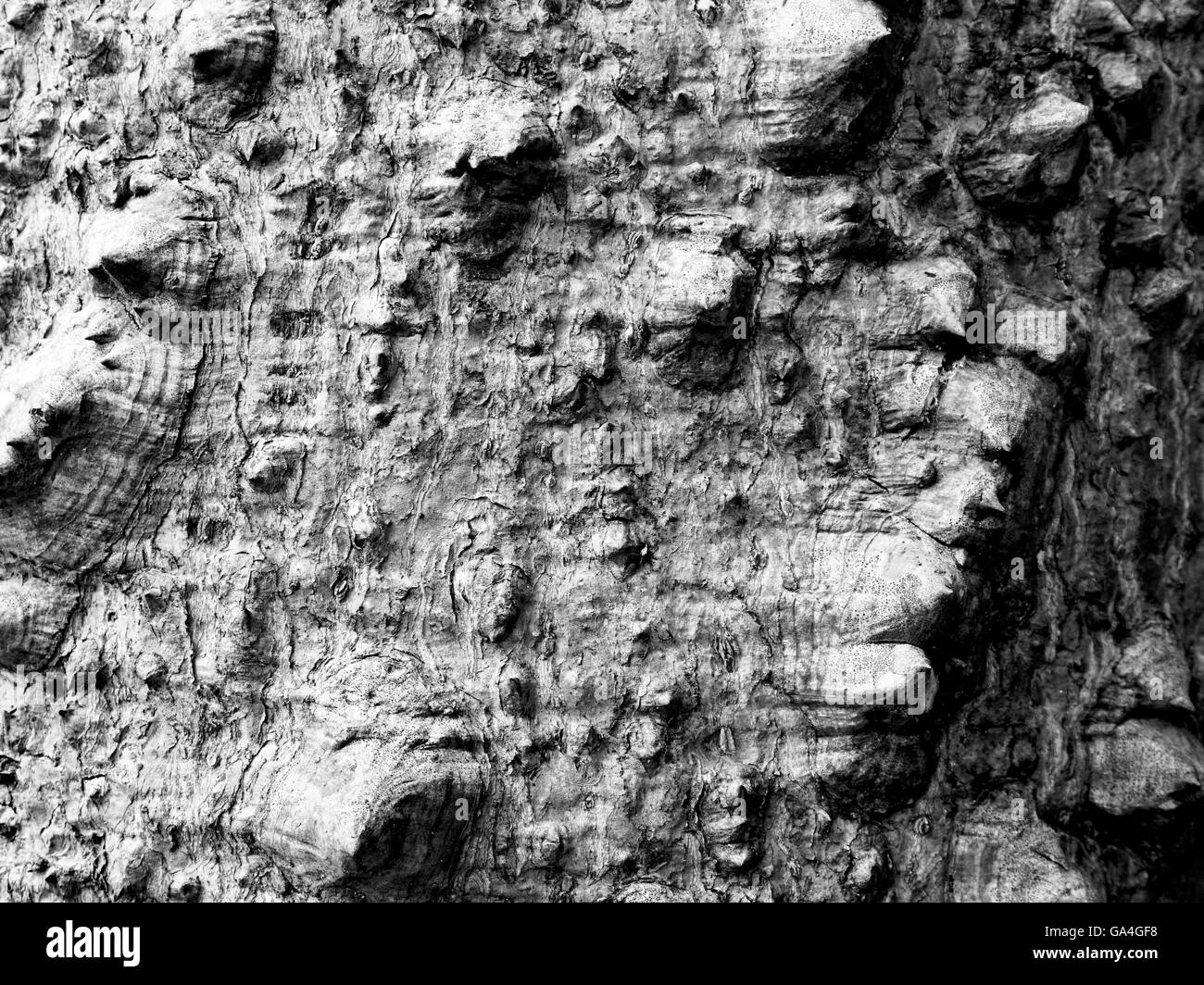Black and white tree bark Black and White Stock Photos & Images Alamy