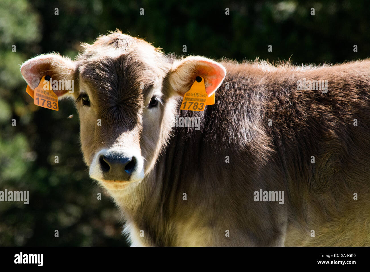 close up cow Stock Photo Alamy