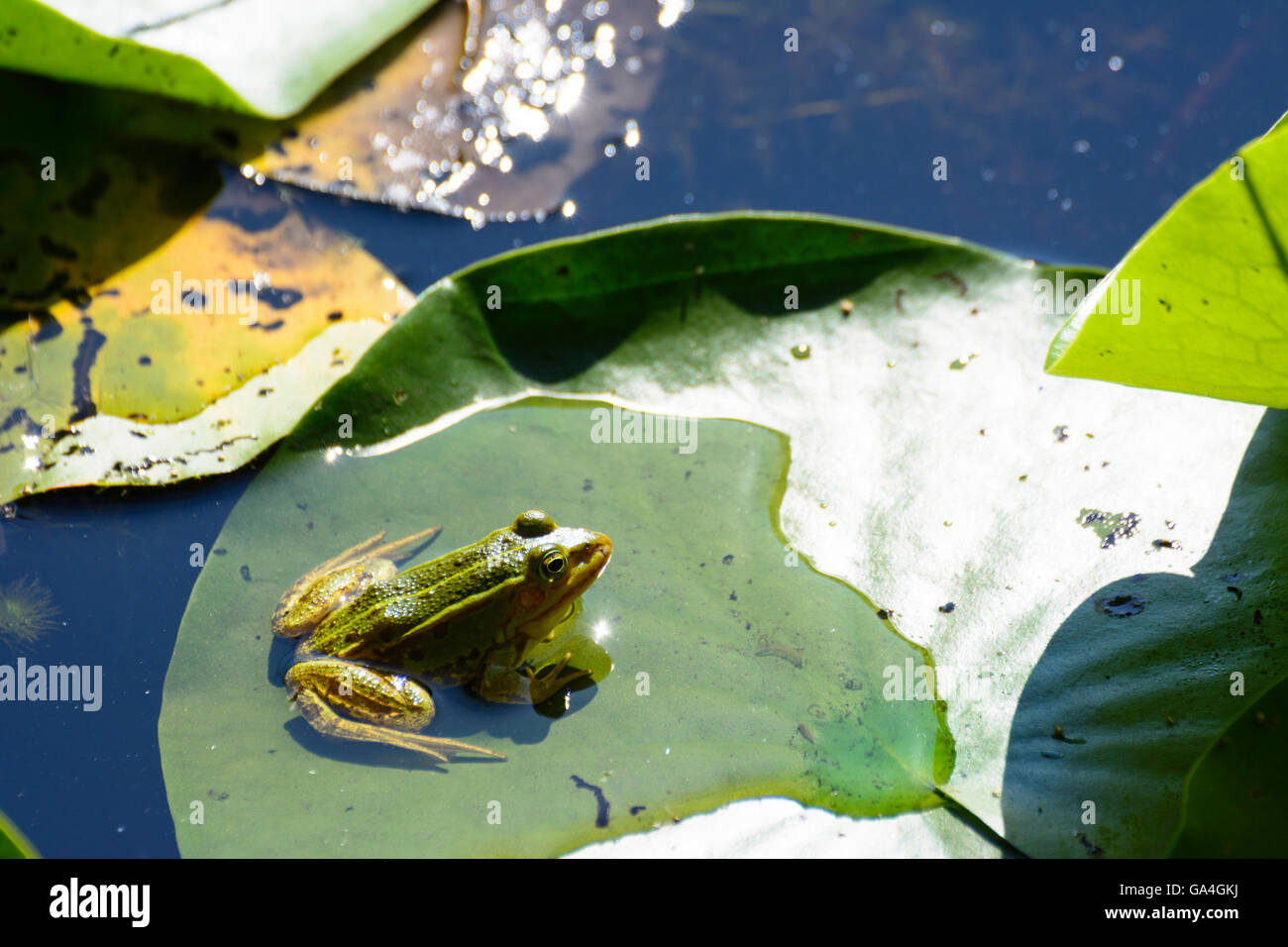 Schrems Pond Frog ( Pelophylax kl . Esculentus Pelophylax ' esculentus ' or Rana ' esculenta ' ) on lily pad in the natural park Stock Photo