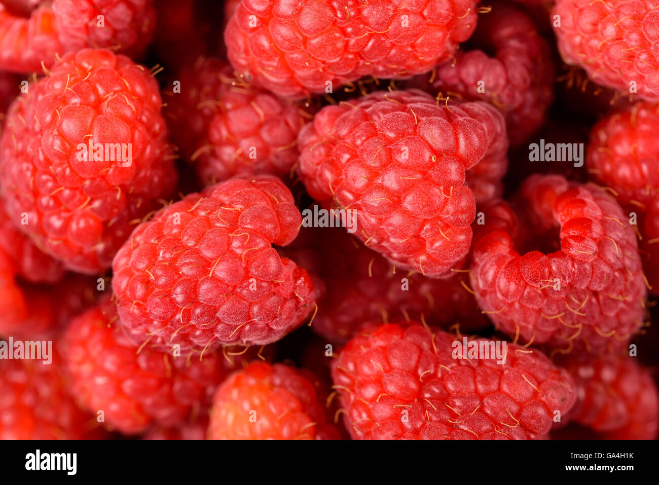 Fresh Red Raspberry Fruits Background Stock Photo