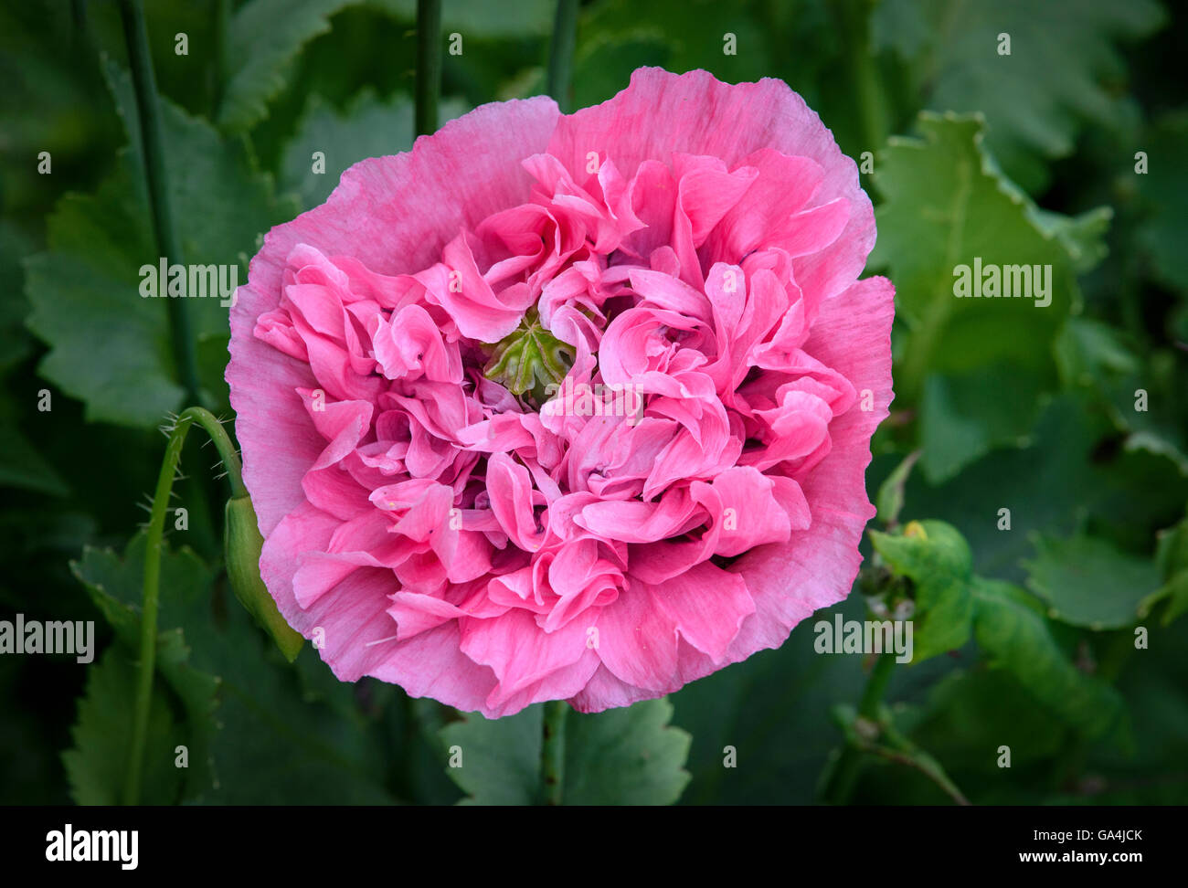 Giant double pink poppy flower ( Papaver laciniata ) Stock Photo