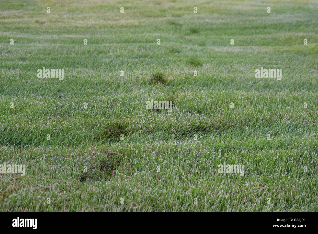 Footprints in grass Stock Photo