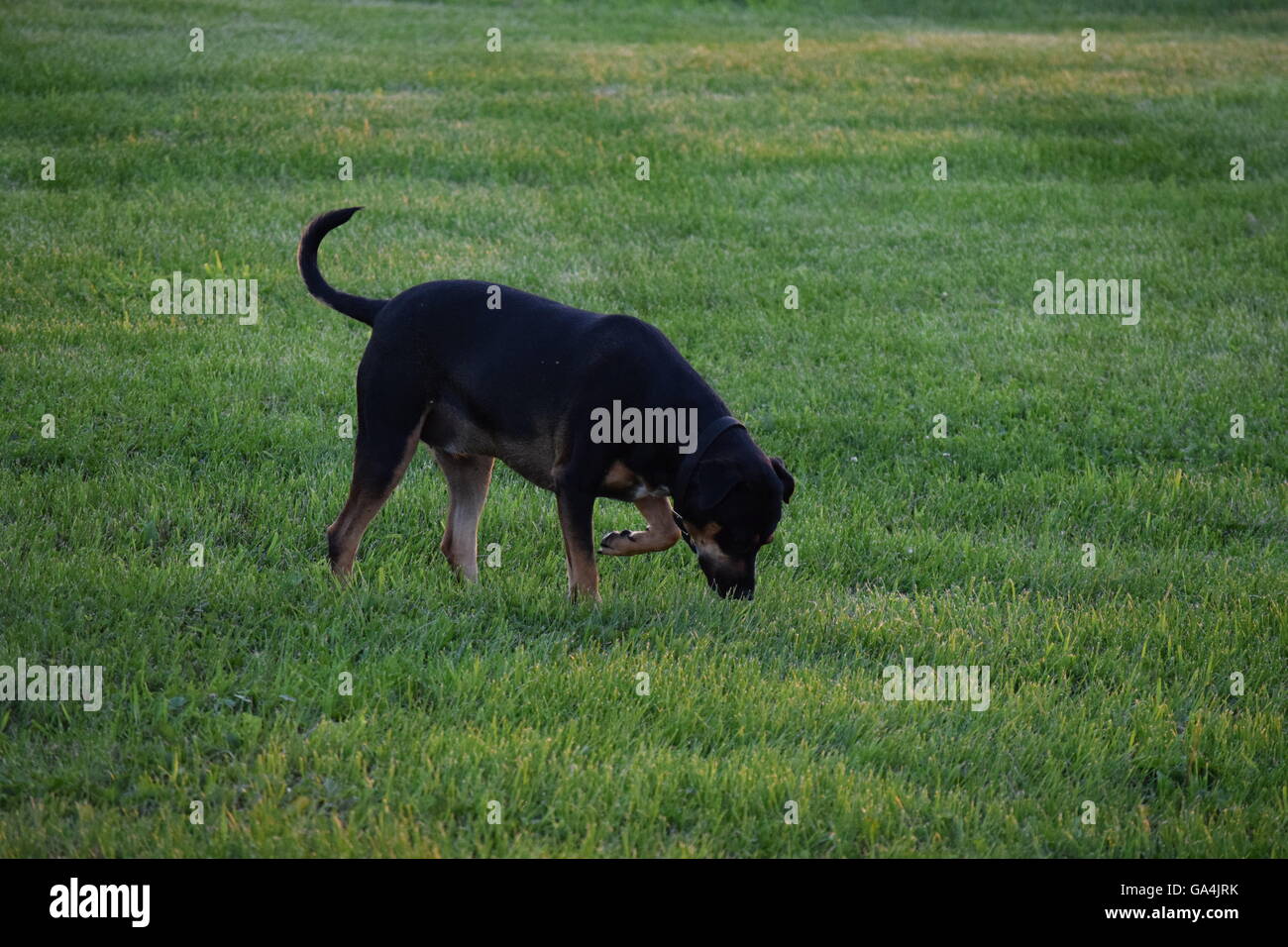 Labrador mix sniffs ground with tail in air Stock Photo