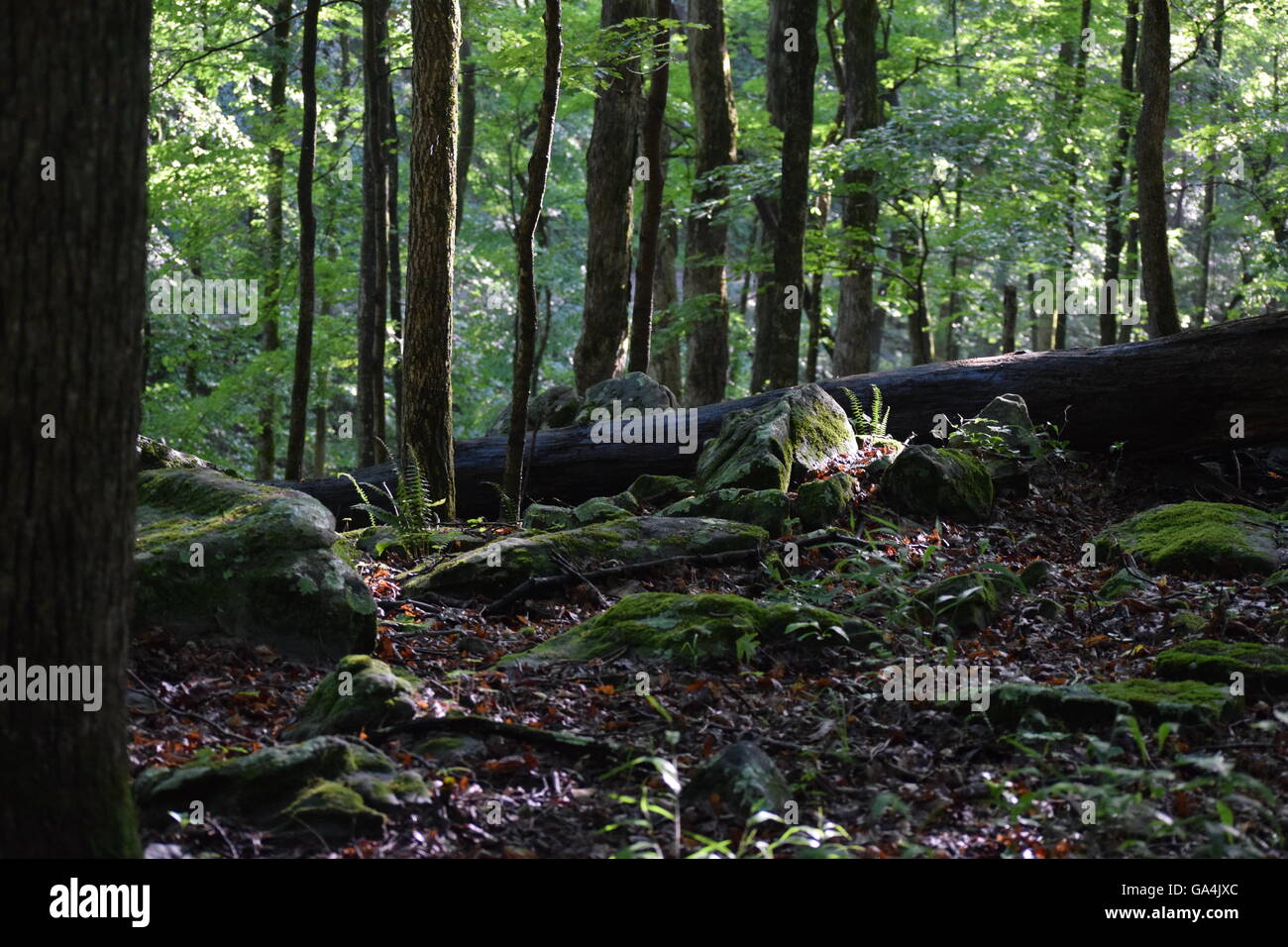 light shines on a rock in a forest Stock Photo