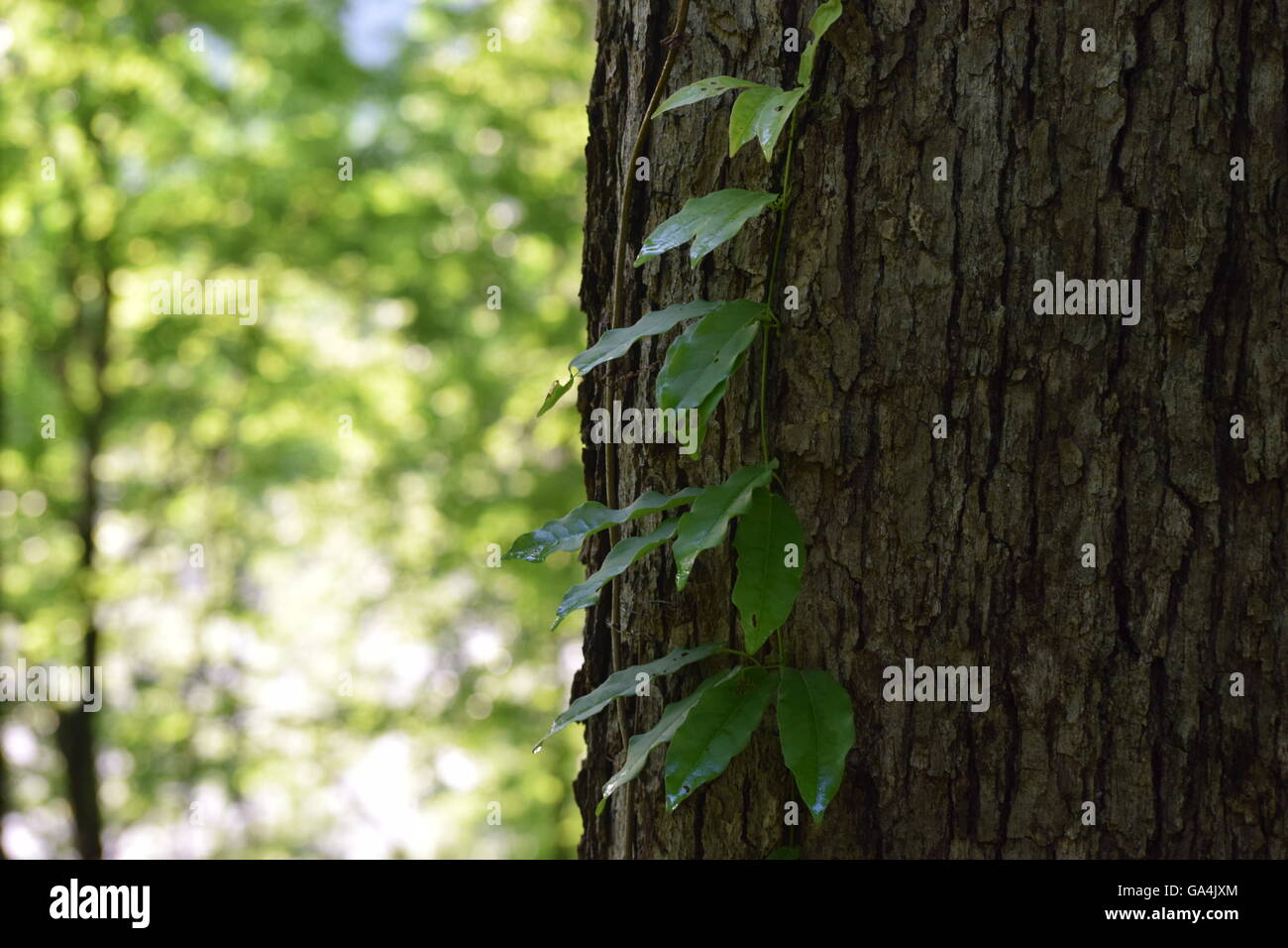 Vine climbs a tree in a forest Stock Photo