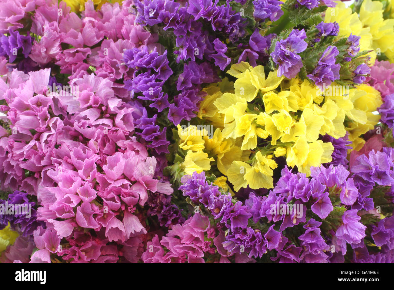 Pink, purple, yellow Statice Flowers  -  Limonium Background Stock Photo