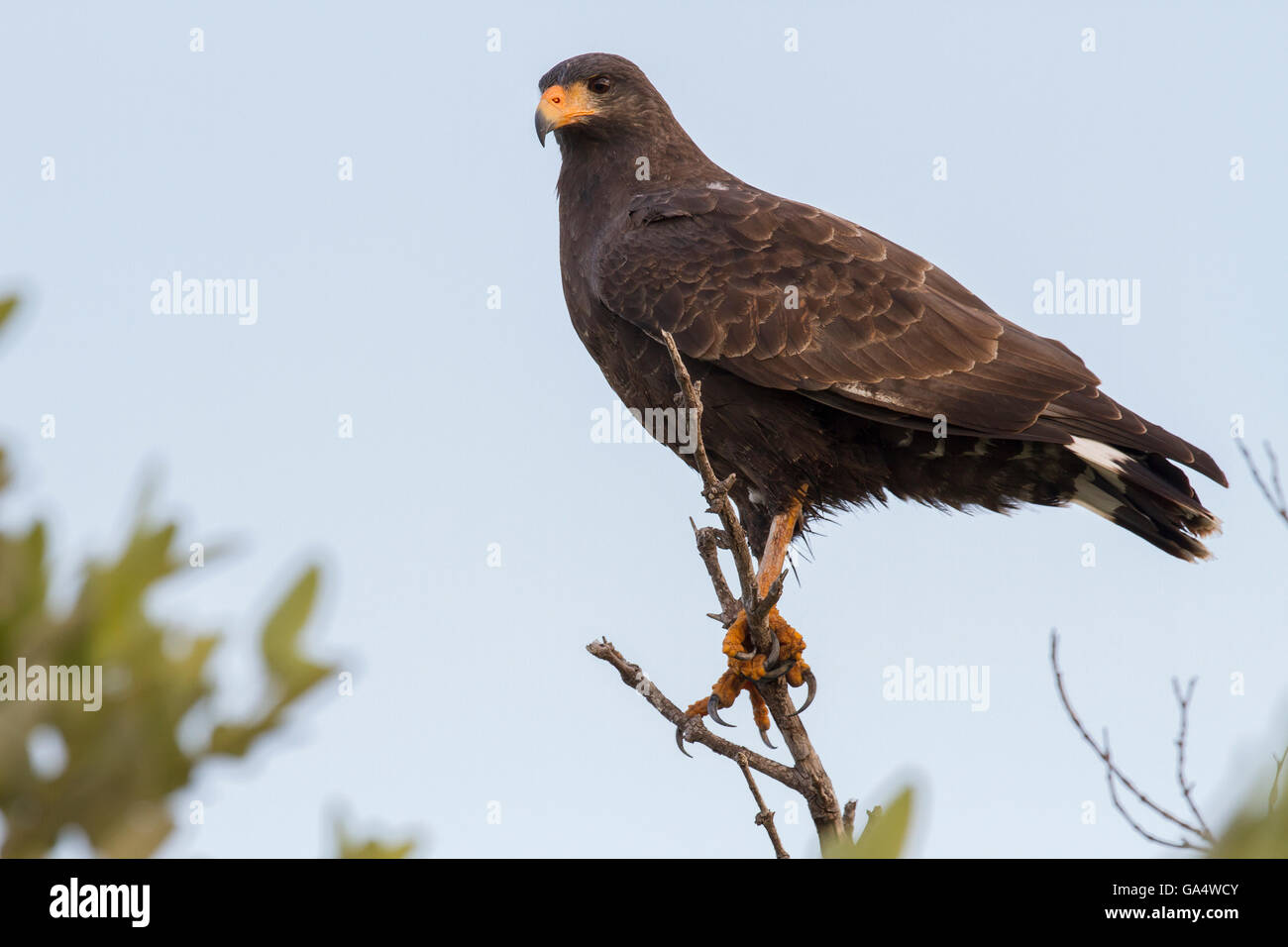Cuban Black Hawk perched on a branch in Zapata Swamp, a popular birdwatching area in Cuba Stock Photo