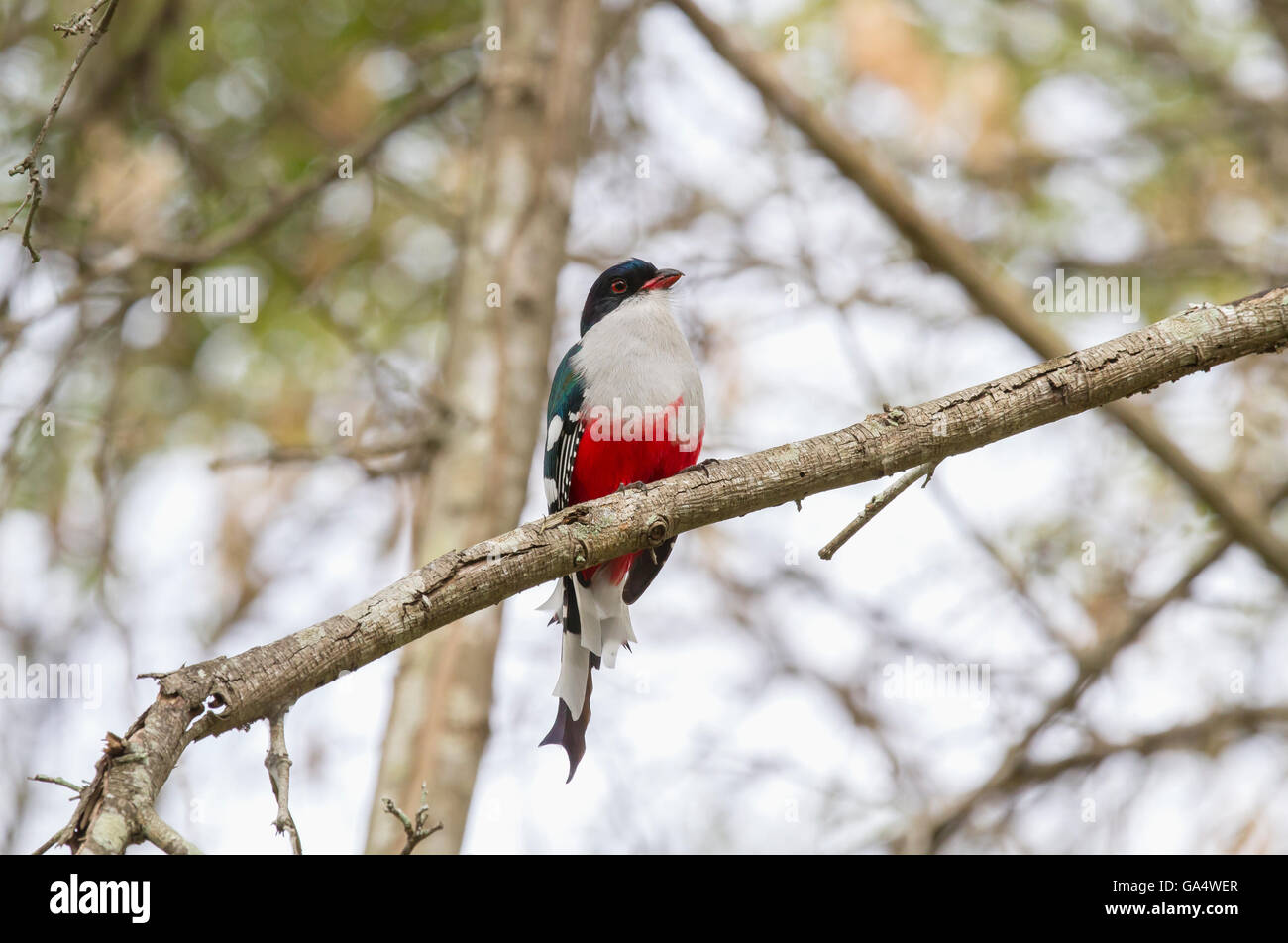 Cuban Trogon, endemic to Cuba where it is also the national bird, perched on a branch in a nature reserve near Hacienda La Belen Stock Photo