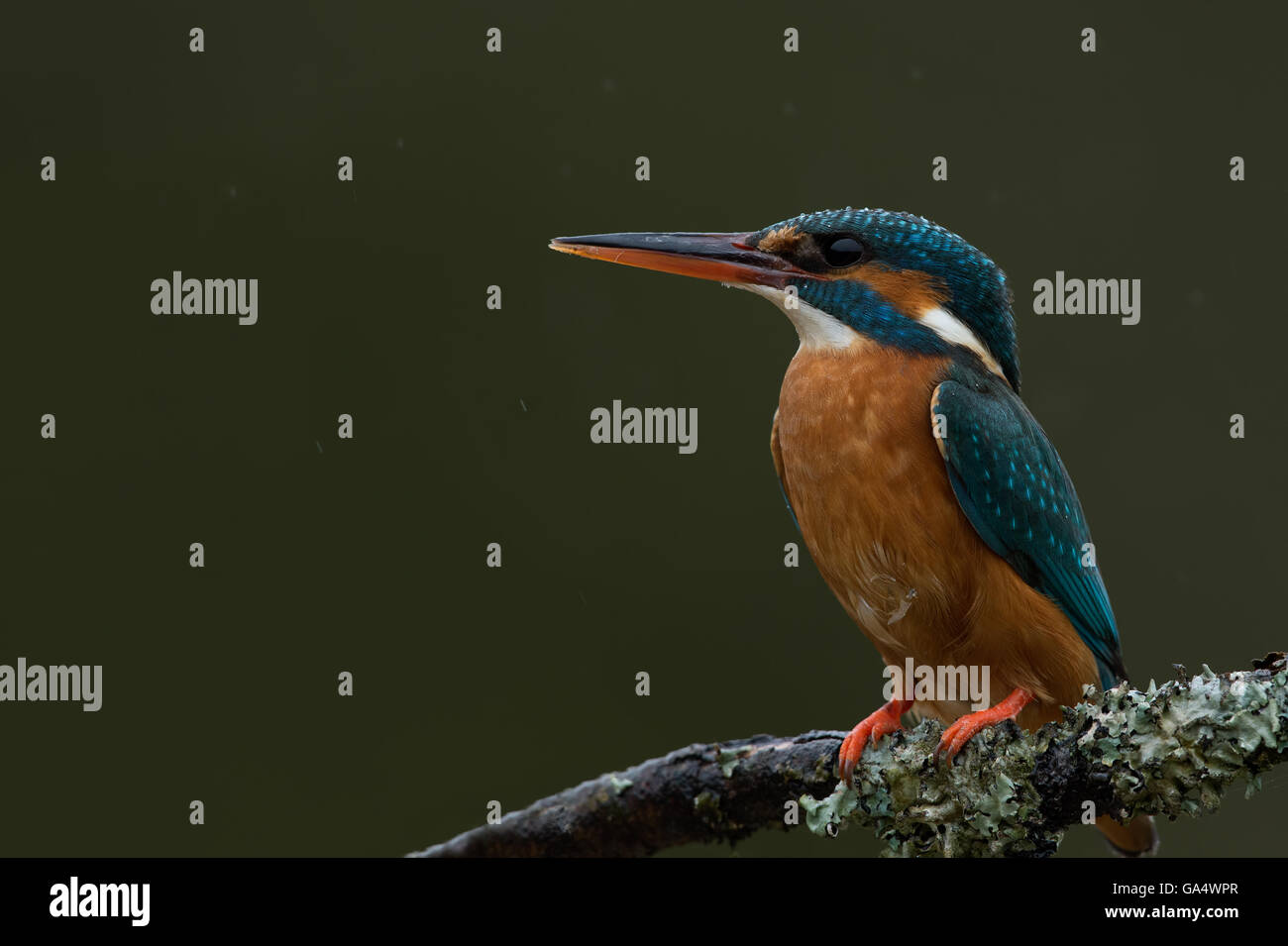 Kingfisher (Alcedo Atthis) Stock Photo