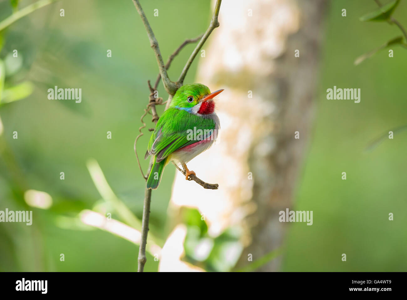Cuban Tody (Todus multicolor), which is endemic to Cuba, perched on a branch in the Cayo Coco area. Stock Photo