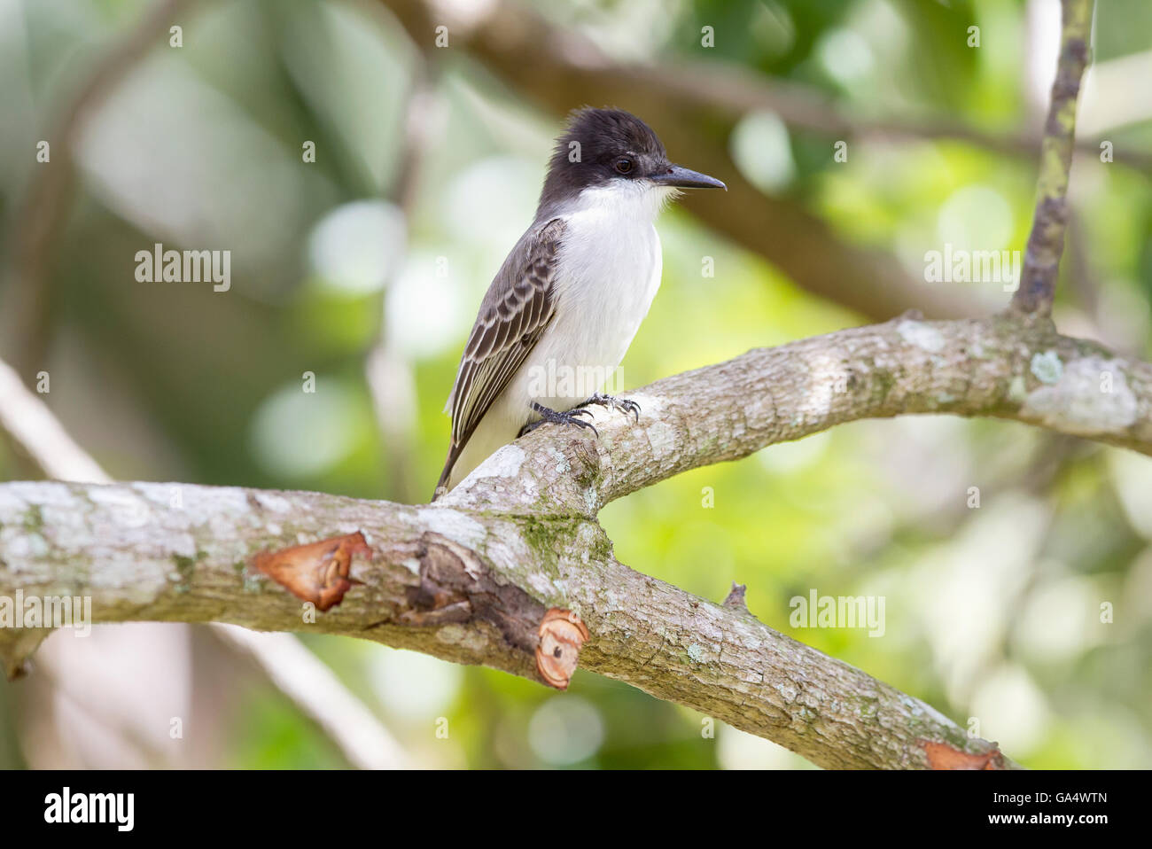 Loggerhead kingbird (Tyrannus caudifasciatus) on branch, Zapata Peninsula, Matanzas, Cuba. Stock Photo