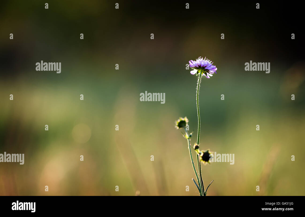 Purple flower hi-res stock photography and images - Alamy