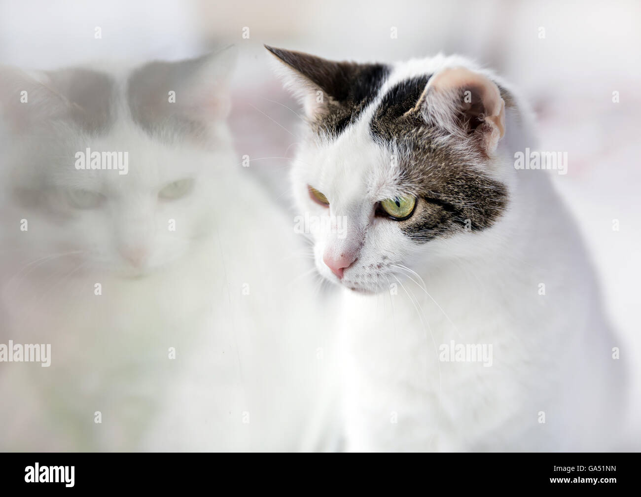 cute kitty sitting by the window, looking outside Stock Photo