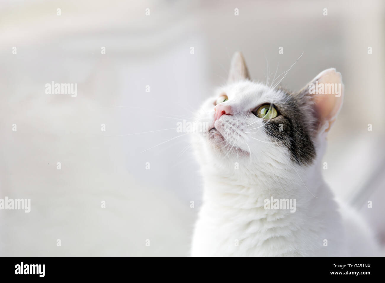 cute kitty sitting by the window,looking up Stock Photo