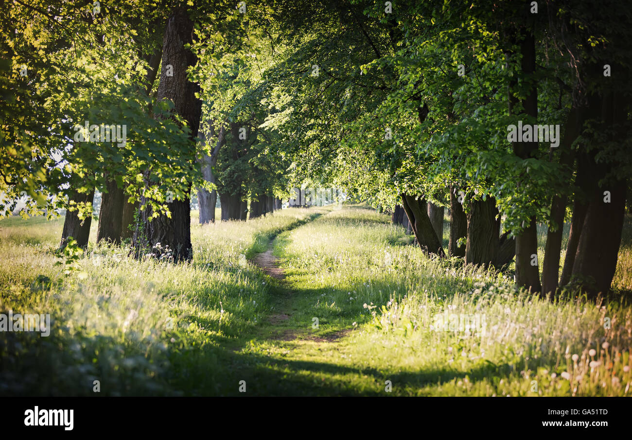 rural path among old green trees Stock Photo