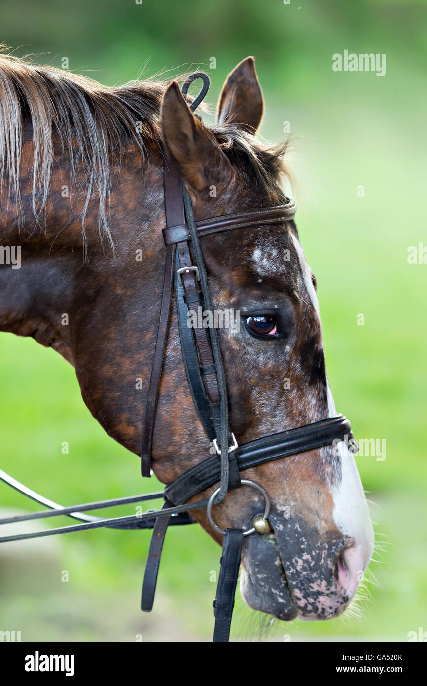 Closeup horse hires stock photography and images Alamy