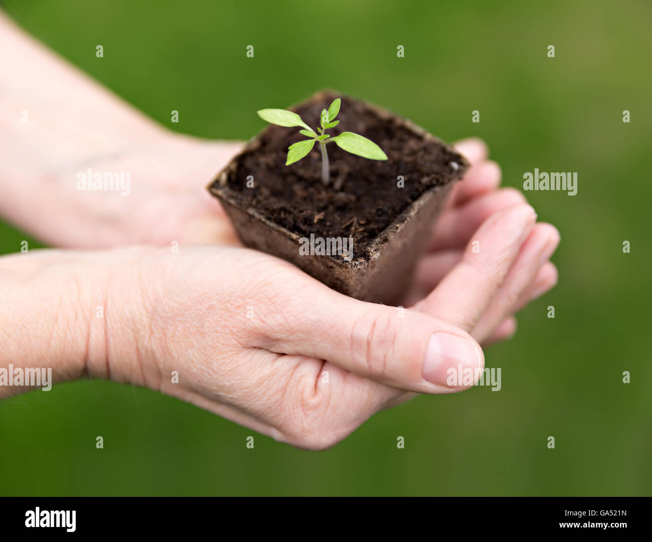 human hands holding small green seedling Stock Photo