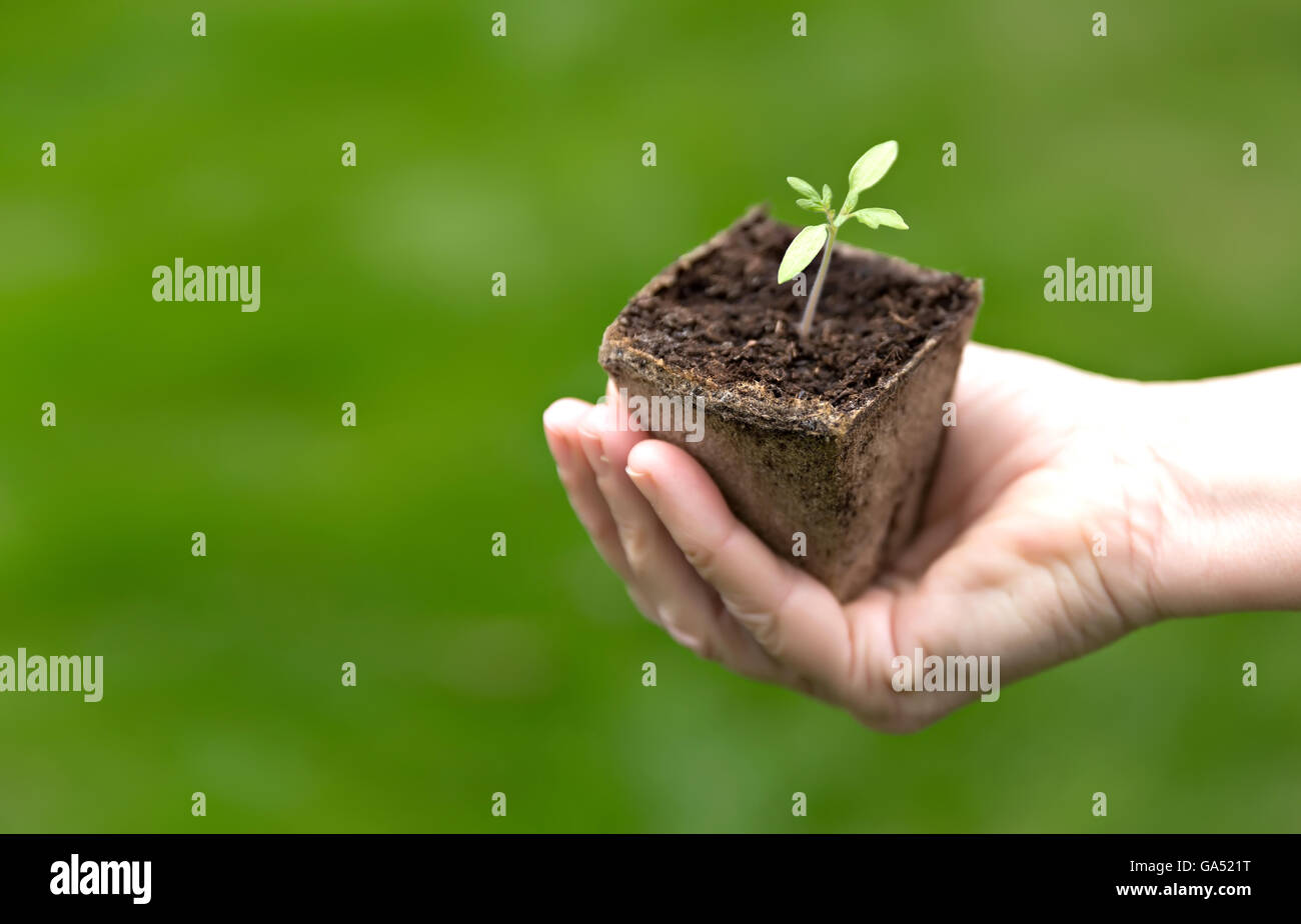 human hands holding small green seedling Stock Photo