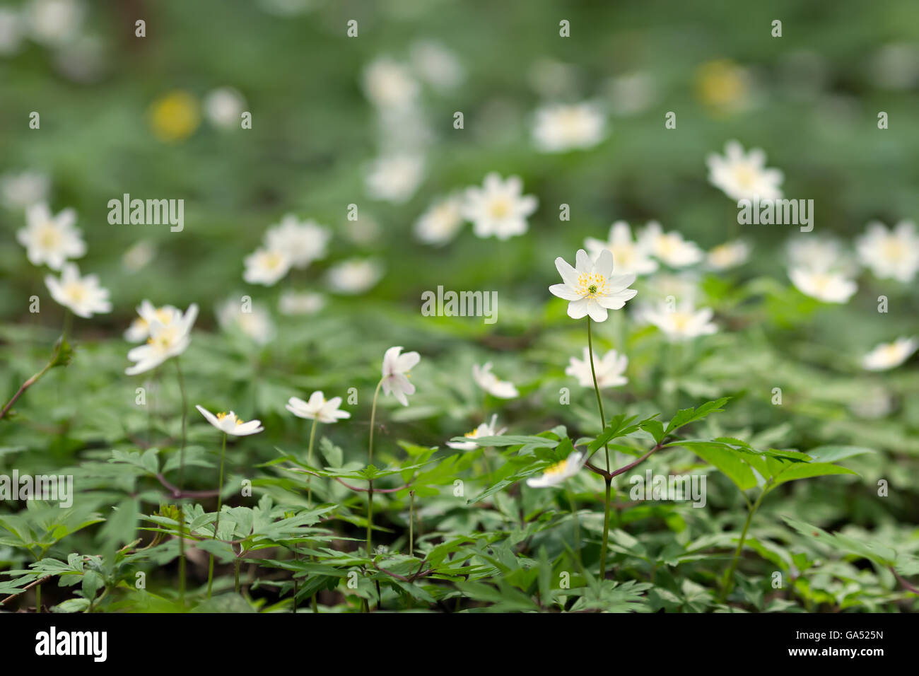white anemones growing in spring forest Stock Photo Alamy