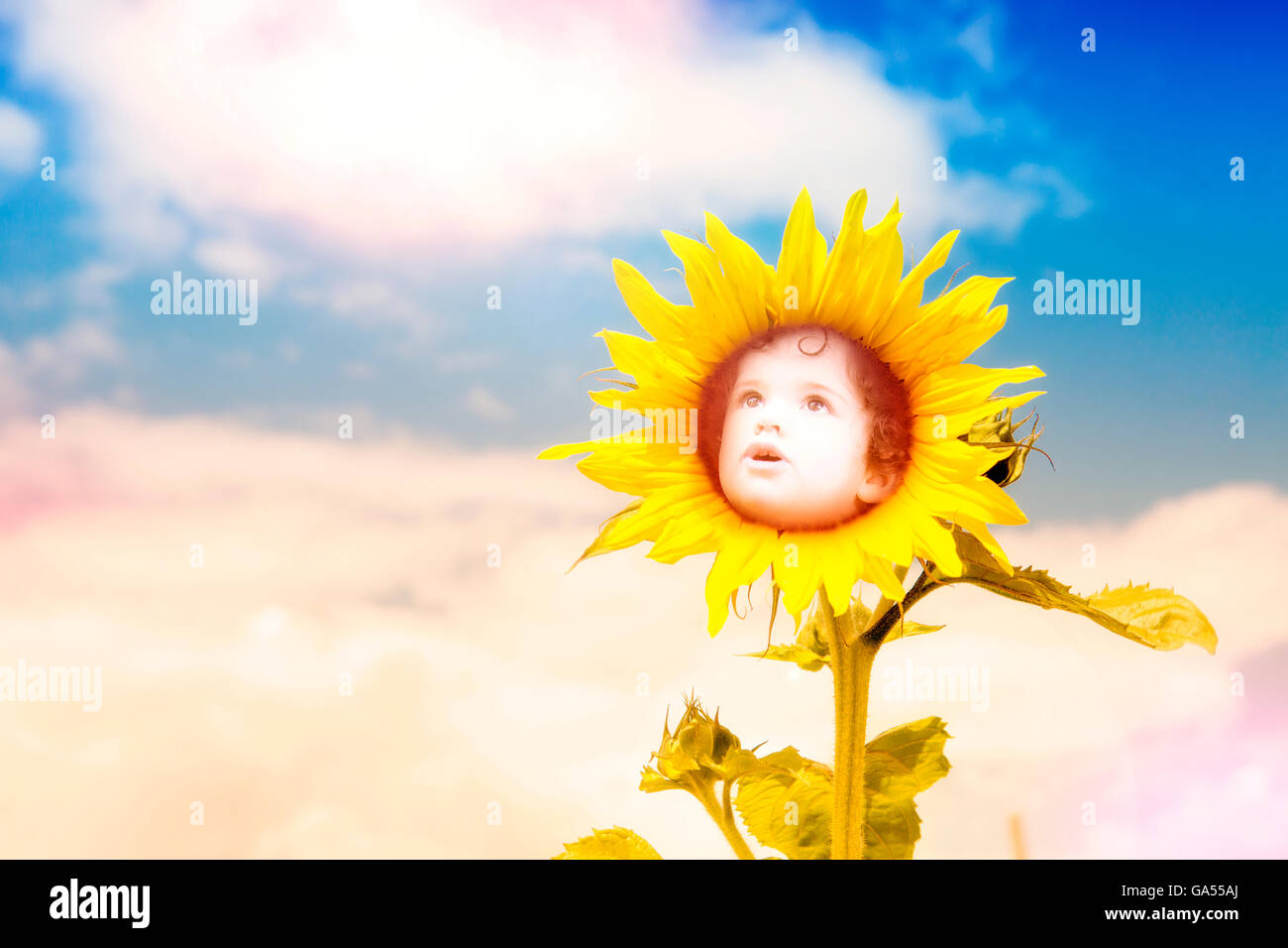 double exposure of sunflower and child looking up in the sky Stock Photo