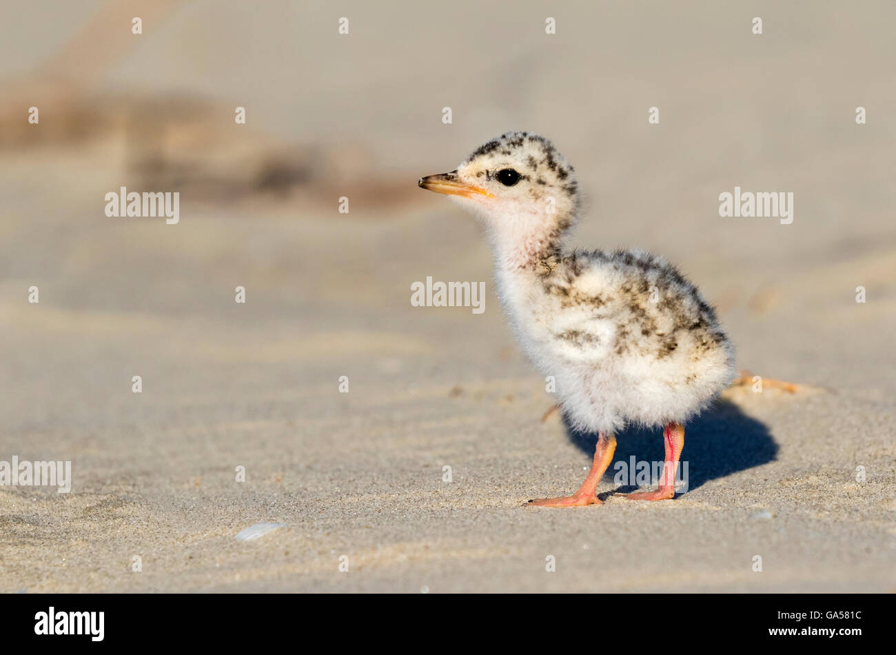Chick of the least tern (Sternula antillarum) at the ocean beach, Galveston, Texas, USA. Stock Photo