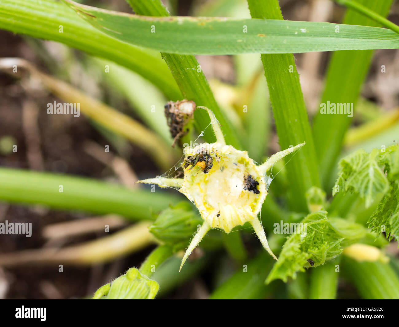 Slug pest damage garden hires stock photography and images Alamy