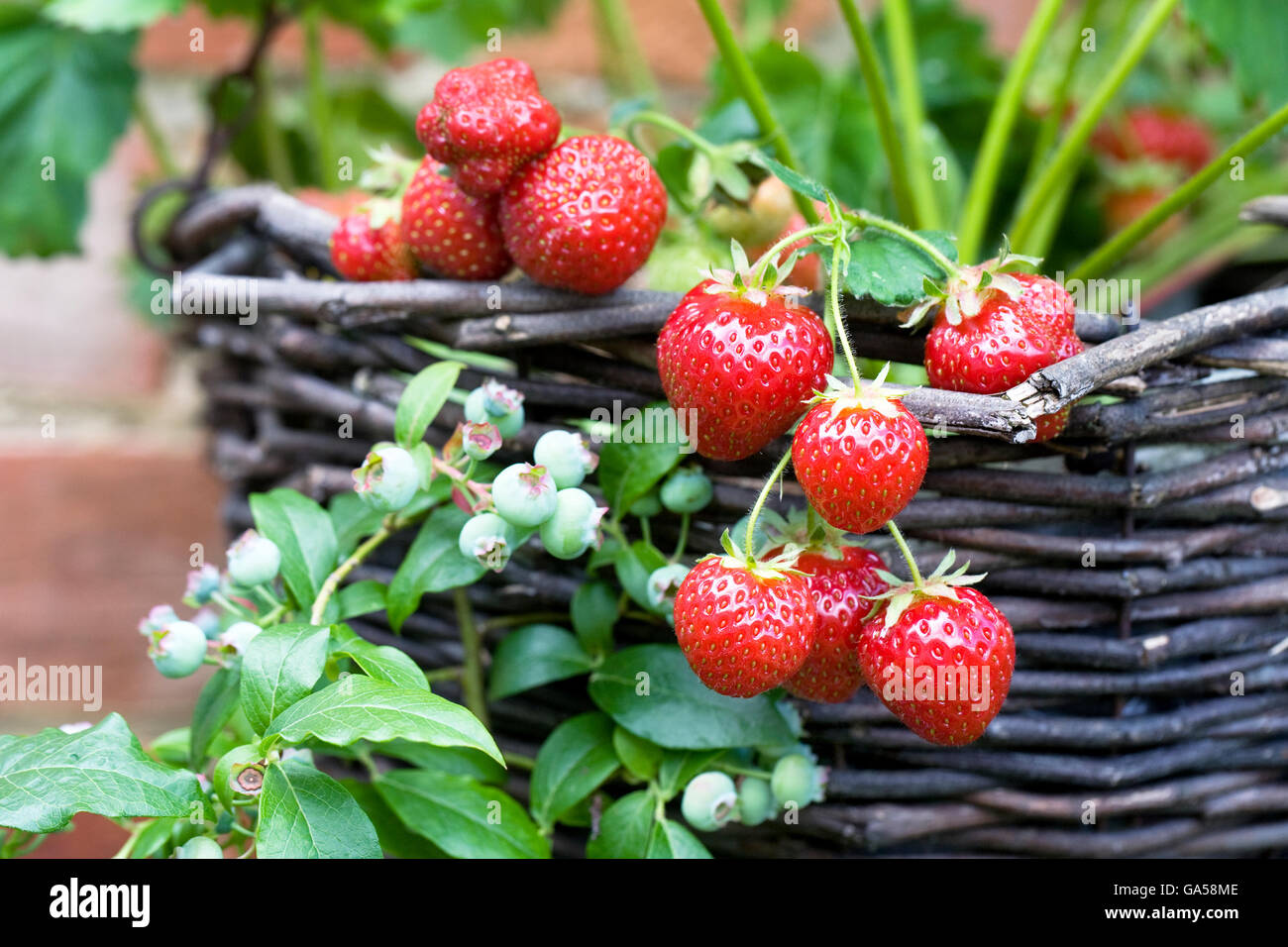Hanging strawberry plants hires stock photography and images Alamy
