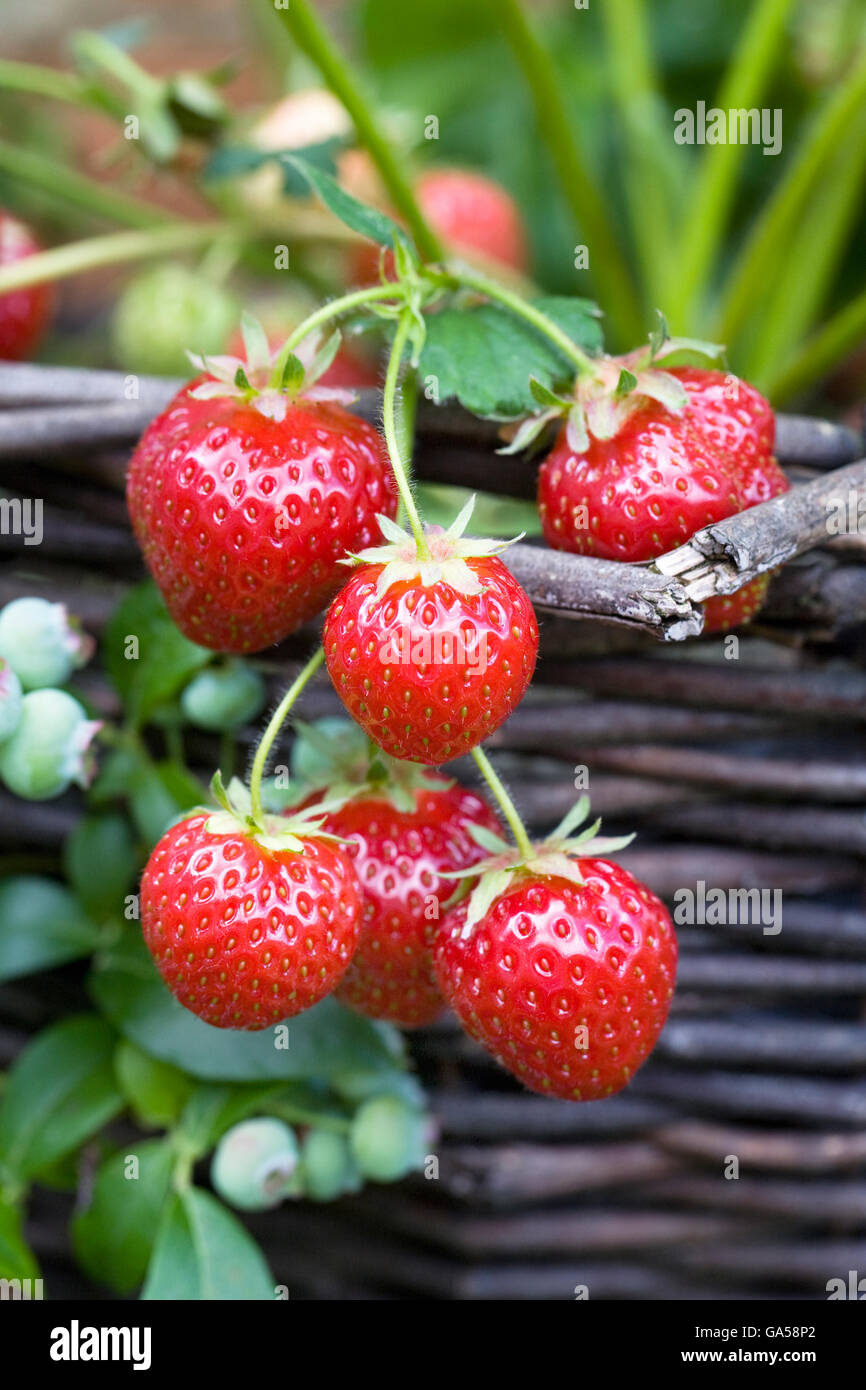 Strawberries growing in a hanging basket. Stock Photo