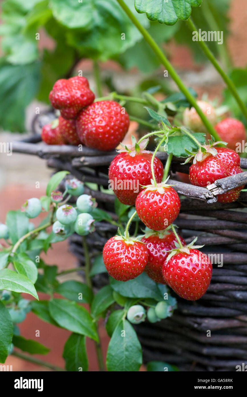 Strawberries growing in a hanging basket. Stock Photo
