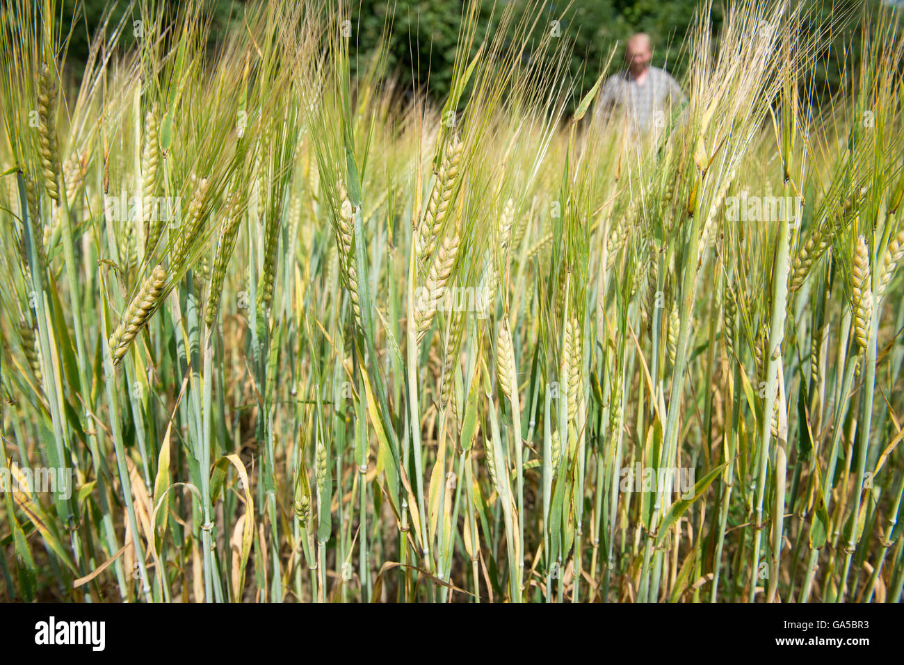 Ruegen, Germany. 01st July, 2016. Malting Barley of the organic variety