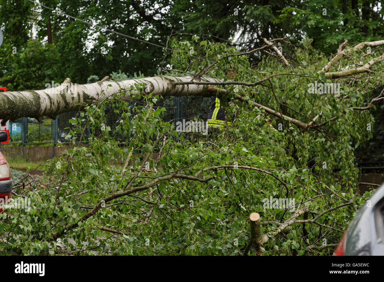fallen tree view Stock Photo