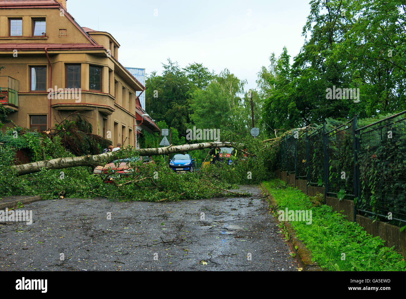 Fallen tree house hi-res stock photography and images - Alamy