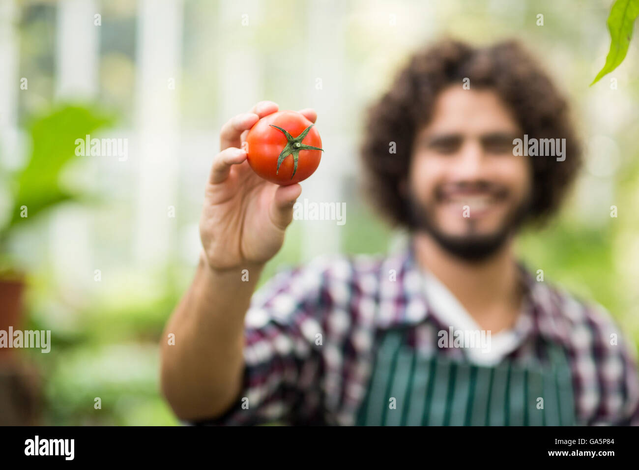 Male gardener showing fresh tomato Stock Photo