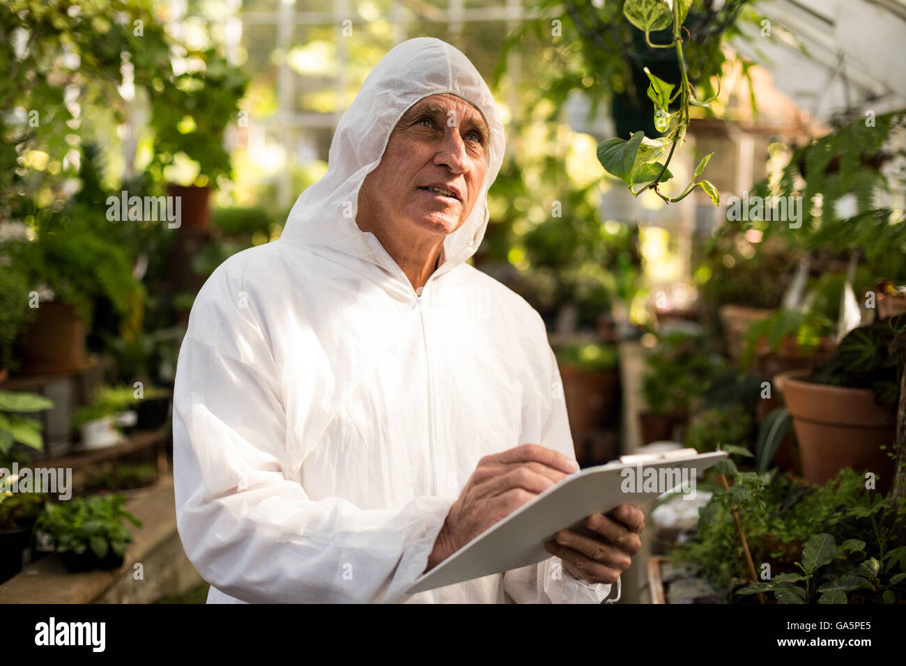 Male scientist inspecting in greenhouse Stock Photo