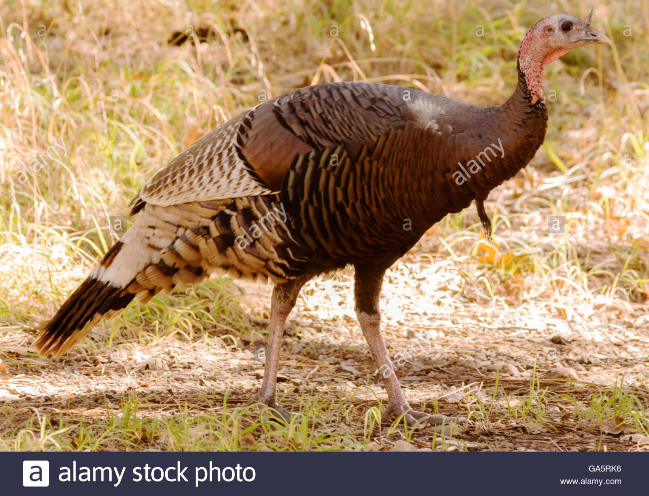 Goulds Wild Turkey High Resolution Stock Photography and Images Alamy