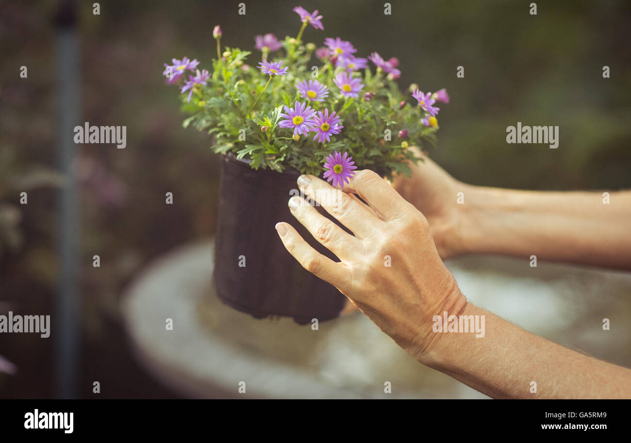 Cropped image of gardener holding potted flowers Stock Photo - Alamy