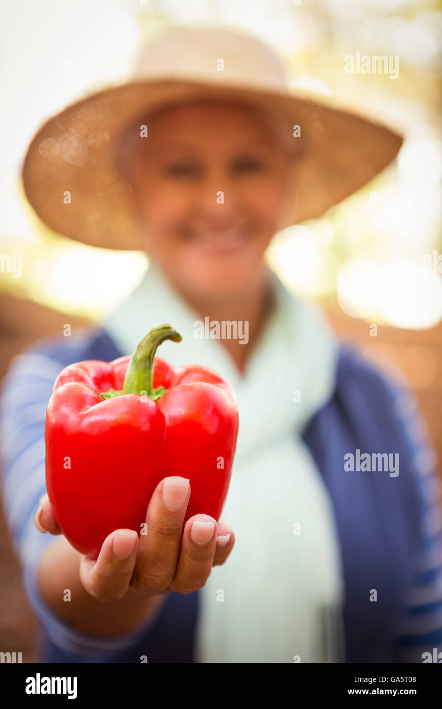 Close-up of gardener holding red bell pepper at garden Stock Photo