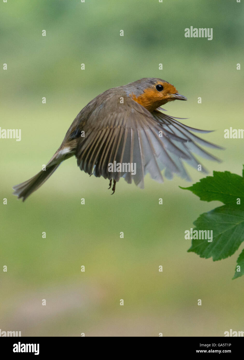 European Robin in flight Stock Photo Alamy