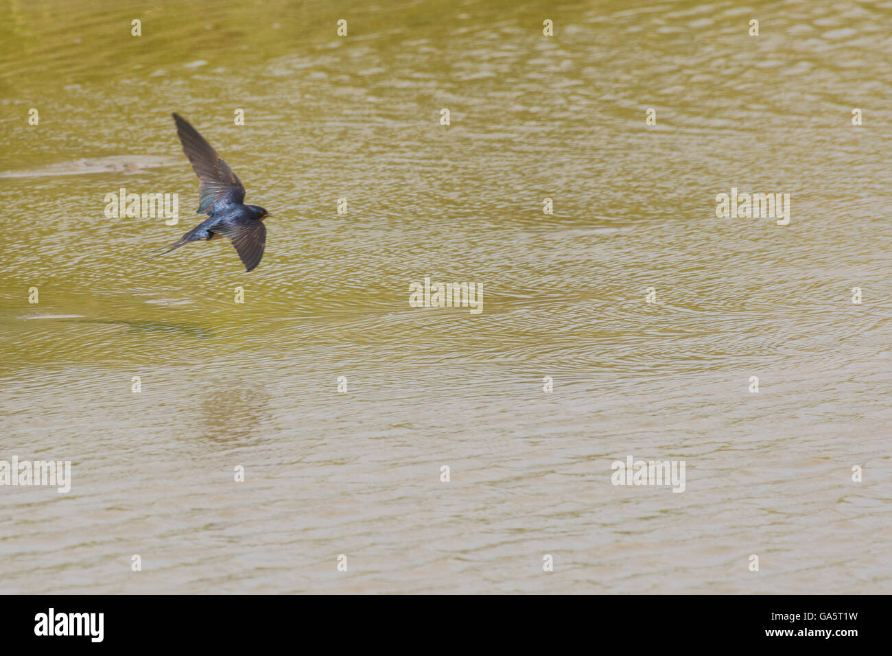 Barn Swallow in flight Stock Photo - Alamy
