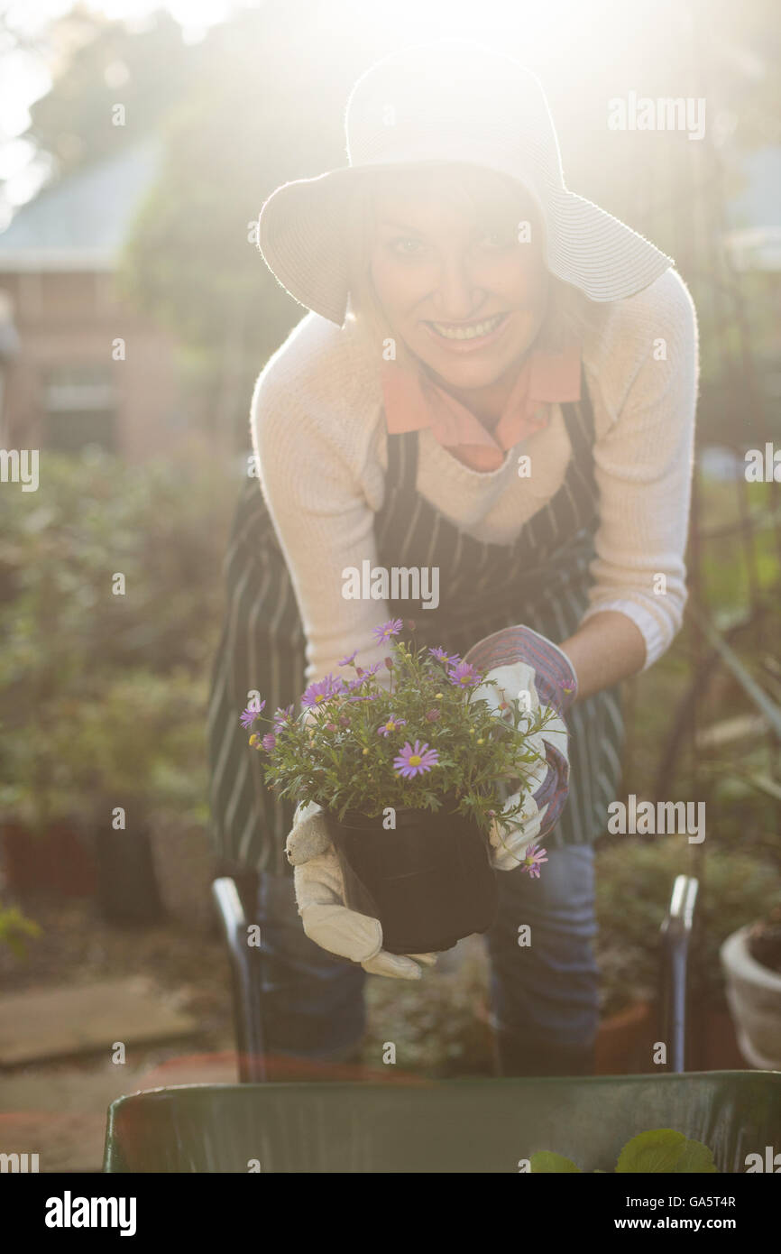Female gardener holding potted plants over wheelbarrow Stock Photo - Alamy