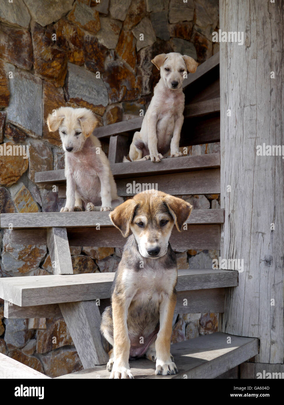 Pappy dogs posing and looking funny on the stairs Stock Photo