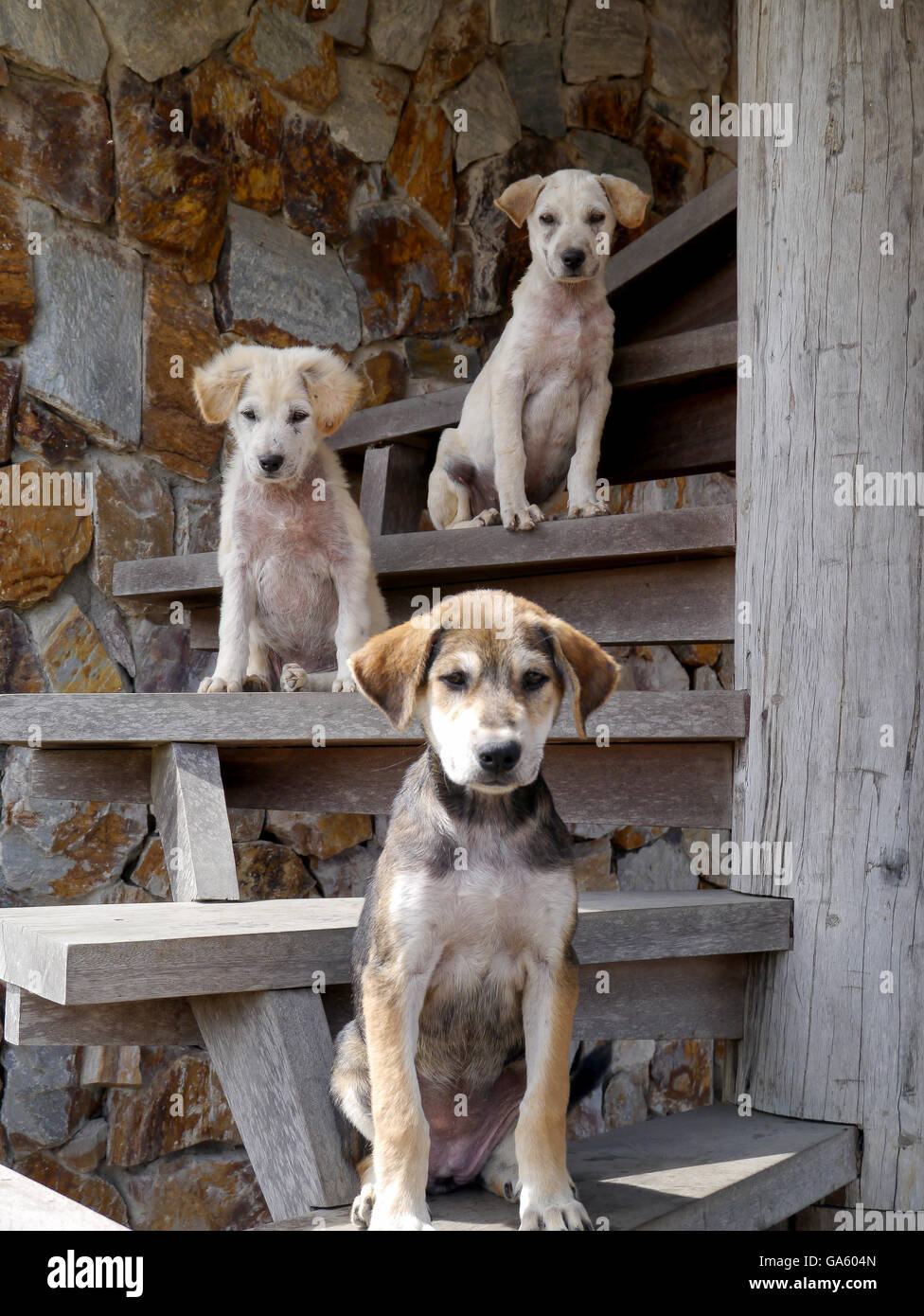 Dogs posing and looking funny on the stairs Stock Photo